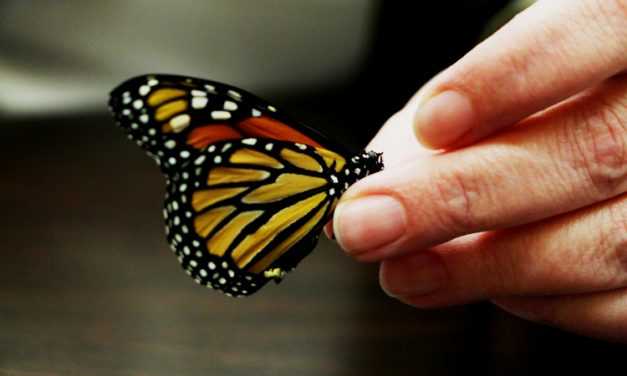 University of Alabama’s Dr. Amy Lang Researching Practical Applications of Butterfly, Shark Scales