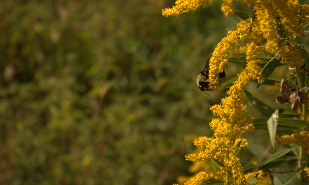 Bees love the Tide